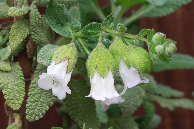 Lepechinia calycina, Woodbalm, California Pitcher Plant, Pitcher Sage, White Pitcher Sage, Evergreen Shrub, California Native Shrubs, California Native Plants