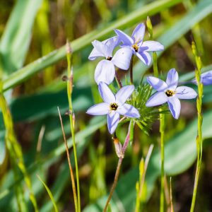 Leptosiphon androsaceus, False Babystars, Linanthus androsaceus, California Wildflowers, California Native Plants