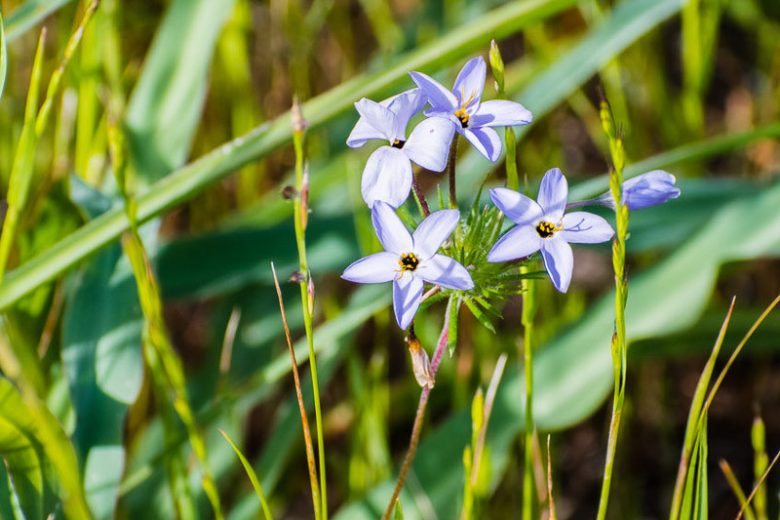 Leptosiphon androsaceus, False Babystars, Linanthus androsaceus, California Wildflowers, California Native Plants
