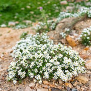 Leptosiphon nuttallii ssp. nuttallii, Nuttall's Linanthus, Nuttall Gilia, Gilia nuttallii, Leptodactylon nuttallii, Leptosiphon nuttallii ssp. tenuilobus, Linanthastrum nuttallii, Linanthus nuttallii, Linanthus nuttallii ssp. nuttallii, Linanthus nuttallii ssp. tenuilobus, Drought tolerant flowers