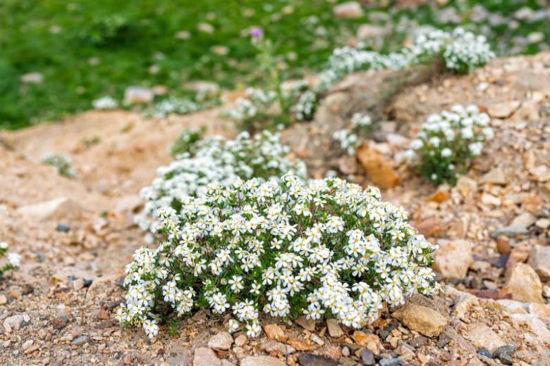 Leptosiphon nuttallii ssp. nuttallii, Nuttall's Linanthus, Nuttall Gilia, Gilia nuttallii, Leptodactylon nuttallii, Leptosiphon nuttallii ssp. tenuilobus, Linanthastrum nuttallii, Linanthus nuttallii, Linanthus nuttallii ssp. nuttallii, Linanthus nuttallii ssp. tenuilobus, Drought tolerant flowers