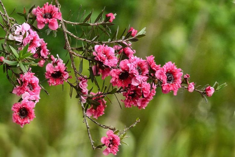 Leptospermum scoparium 'Red Damas', Tea Tree 'Red Damask', Broom Tea Tree 'Red Damask', Mānuka 'Red Damask', Manuka myrtle 'Red Damask', New Zealand Tea Tree 'Red Damask'