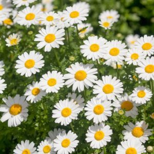 Leucanthemum paludosum,Annual Marguerite , Miniature Shasta Daisy, Annual Chrysanthemum, Chrysanthemum paludosum, Baby Marguerite, White Buttons, Snow Daisy , Creeping Daisy, Mini Marguerite, White Flowers