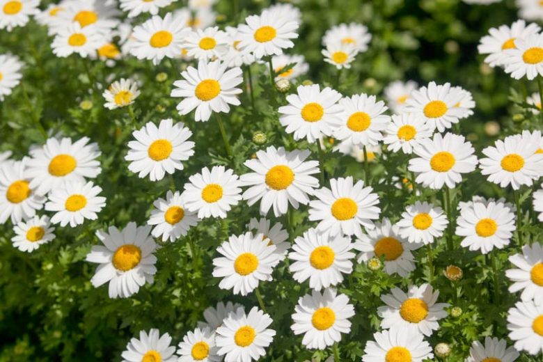 Leucanthemum paludosum,Annual Marguerite , Miniature Shasta Daisy, Annual Chrysanthemum, Chrysanthemum paludosum, Baby Marguerite, White Buttons, Snow Daisy , Creeping Daisy, Mini Marguerite, White Flowers