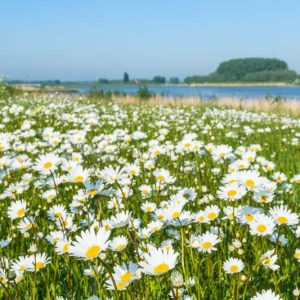 Leucanthemum Vulgare, Ox-Eye Daisy, Field Daisy, Marguerite, Moon Daisy, Chrysanthemum leucanthemum, White Flowers