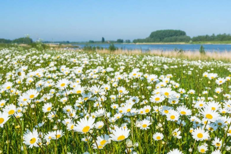 Leucanthemum Vulgare, Ox-Eye Daisy, Field Daisy, Marguerite, Moon Daisy, Chrysanthemum leucanthemum, White Flowers