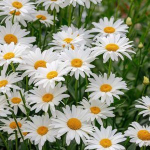 Shasta Daisy, Max Daisy, Chrysanthemum maximum, Leucanthemum maximum, Chrysanthemum superbum
