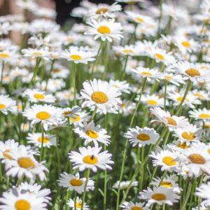 Leucanthemum x Superbum 'Snowcap', Shasta Daisy, Shasta Daisy 'Snowcap', White Flowers, 'Snowcap' Shasta Daisy