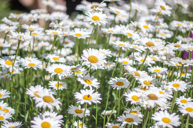 Leucanthemum x Superbum 'Snowcap', Shasta Daisy, Shasta Daisy 'Snowcap', White Flowers, 'Snowcap' Shasta Daisy