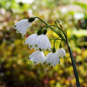 Leucojum Aestivum Gravetye Giant, Summer Snowflakes, Leucojum, Gravetye Giant, Spring Bulbs, Mid Spring Bloom, Late Spring Bloom