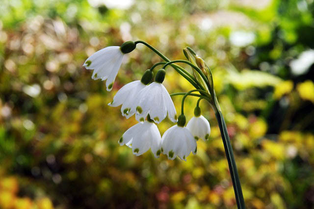 Leucojum Aestivum Gravetye Giant, Summer Snowflakes, Leucojum, Gravetye Giant, Spring Bulbs, Mid Spring Bloom, Late Spring Bloom