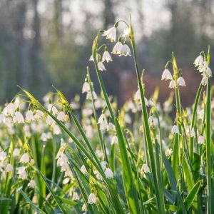 Leucojum Aestivum, Summer Snowflakes, Leucojum, 'Gravetye Giant', Spring Bulbs, Mid Spring Bloom, Late Spring Bloom