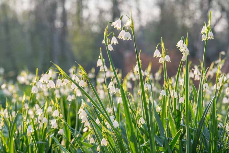Leucojum Aestivum, Summer Snowflakes, Leucojum, 'Gravetye Giant', Spring Bulbs, Mid Spring Bloom, Late Spring Bloom