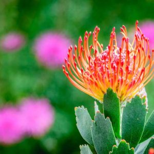 Leucospermum Rigoletto, Pincushion Rigoletto, Orange Pincushion, Orange flowers, Mediterranean shrubs, Evergreen Shrubs, Drought tolerant shrubs