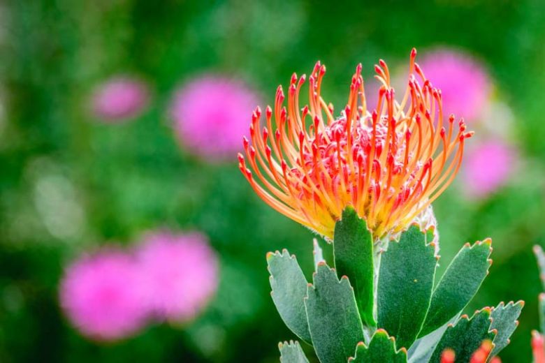Leucospermum Rigoletto, Pincushion Rigoletto, Orange Pincushion, Orange flowers, Mediterranean shrubs, Evergreen Shrubs, Drought tolerant shrubs