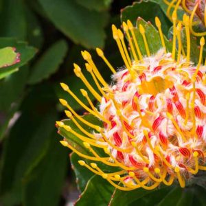 Leucospermum Veldfire, Pincushion 'Veldfire', Leucospermum 'Mardi Gras Ribbons', Yellow Pincushion, Yellow flowers, Mediterranean shrubs, Evergreen Shrubs, Drought tolerant shrubs