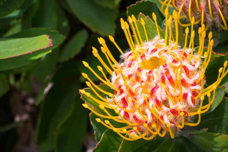 Leucospermum Veldfire, Pincushion 'Veldfire', Leucospermum 'Mardi Gras Ribbons', Yellow Pincushion, Yellow flowers, Mediterranean shrubs, Evergreen Shrubs, Drought tolerant shrubs