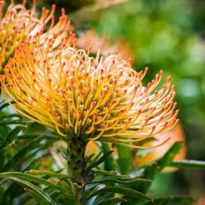 Leucospermum California Sunshine, Pincushion California Sunshine, Orange Pincushion, Orange flowers, Mediterranean shrubs, Evergreen Shrubs, Drought tolerant shrubs