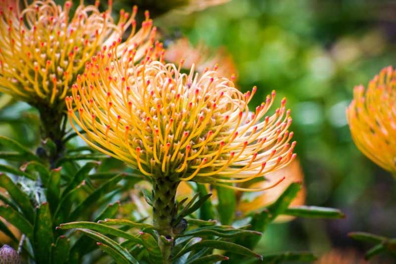 Leucospermum California Sunshine, Pincushion California Sunshine, Orange Pincushion, Orange flowers, Mediterranean shrubs, Evergreen Shrubs, Drought tolerant shrubs
