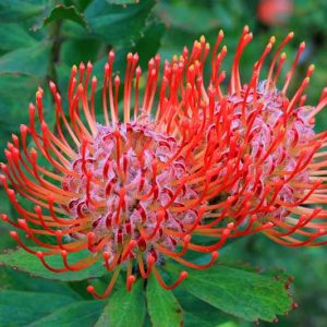 Leucospermum cordifolium, Nodding Pincushion, Heart-Shaped Leaved Pincushion Protea Red Pincushion, Red flowers, Mediterranean shrubs, Evergreen Shrubs, Drought tolerant shrubs