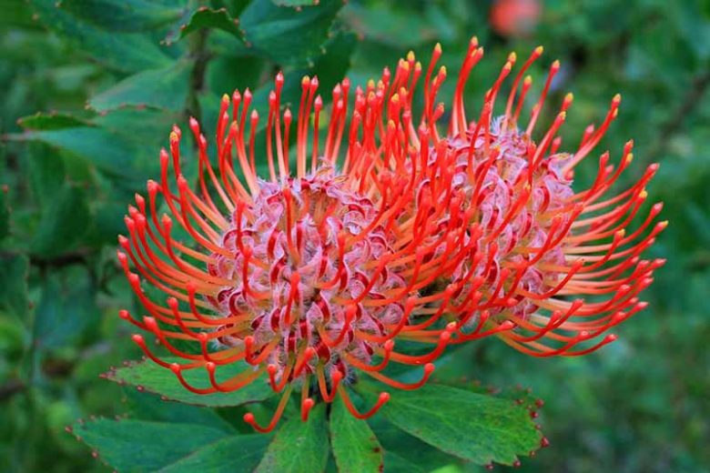 Leucospermum cordifolium, Nodding Pincushion, Heart-Shaped Leaved Pincushion Protea Red Pincushion, Red flowers, Mediterranean shrubs, Evergreen Shrubs, Drought tolerant shrubs