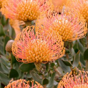 Leucospermum cordifolium 'Flame Giant', Nodding Pincushion 'Flame Giant', Heart-Shaped Leaved Pincushion Protea 'Flame Giant', Orange Pincushion, Orange flowers, Mediterranean shrubs, Evergreen Shrubs, Drought tolerant shrubs