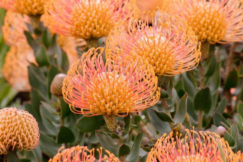 Leucospermum cordifolium 'Flame Giant', Nodding Pincushion 'Flame Giant', Heart-Shaped Leaved Pincushion Protea 'Flame Giant', Orange Pincushion, Orange flowers, Mediterranean shrubs, Evergreen Shrubs, Drought tolerant shrubs