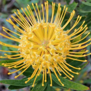 Leucospermum cordifolium 'Yellow Bird', Nodding Pincushion 'Yellow Bird', Heart-Shaped Leaved Pincushion Protea 'Yellow Bird', Yellow Pincushion, Yellow flowers, Mediterranean shrubs, Evergreen Shrubs, Drought tolerant
