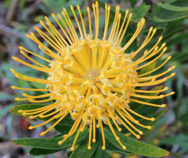 Leucospermum cordifolium 'Yellow Bird', Nodding Pincushion 'Yellow Bird', Heart-Shaped Leaved Pincushion Protea 'Yellow Bird', Yellow Pincushion, Yellow flowers, Mediterranean shrubs, Evergreen Shrubs, Drought tolerant