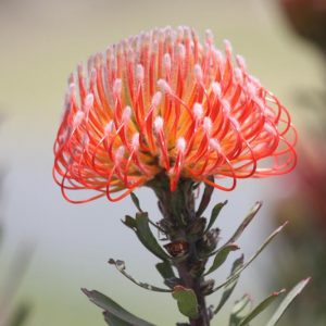 Leucospermum reflexum So Exquisite, Skyrocket Pincushion So Exquisite, Orange Pincushion, Orange flowers, Mediterranean shrubs, Evergreen Shrubs, Drought tolerant shrubs