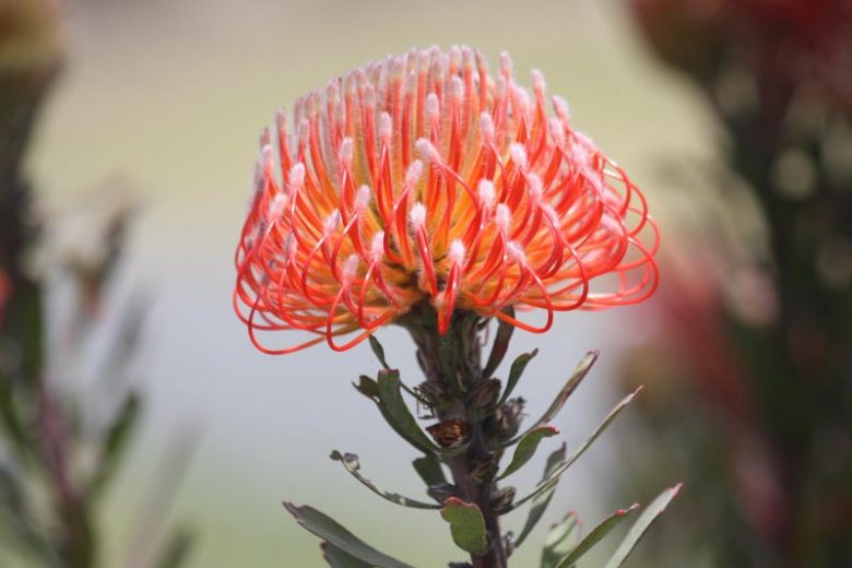 Leucospermum reflexum So Exquisite, Skyrocket Pincushion So Exquisite, Orange Pincushion, Orange flowers, Mediterranean shrubs, Evergreen Shrubs, Drought tolerant shrubs