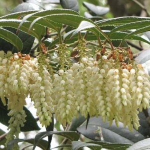 Leucothoe fontanesiana, Highland Doghobble, Drooping Leucothoe, Drooping Laurel, Switch Ivy, Leucothoe axillaris var. editorum, Leucothoe catesbaei, Leucothoe editorum, Evergreen Shrub