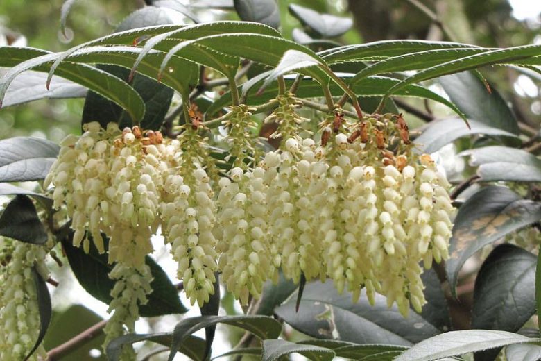 Leucothoe fontanesiana, Highland Doghobble, Drooping Leucothoe, Drooping Laurel, Switch Ivy, Leucothoe axillaris var. editorum, Leucothoe catesbaei, Leucothoe editorum, Evergreen Shrub