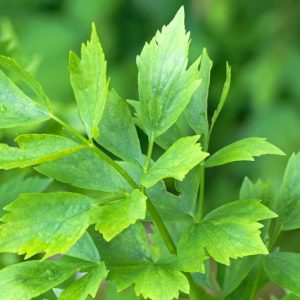 Levisticum officinale, Lovage, Bladderseed, Companion Planting, Culinary Herb, Kitchen Garden