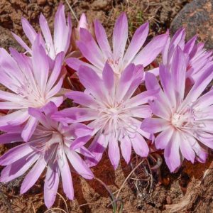 Lewisia rediviva, Bitter Root, Oregon Bitter-root, Bitterwort, Alpine wildflower, Pink Flowers, White Flowers