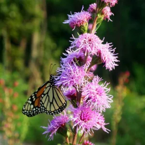 Liatris aspera, Blazing Star, Gayfeather, Gay Feather, Rough Blazing Star, Rough Gayfeather, Purple Liatris, Purple Flowers