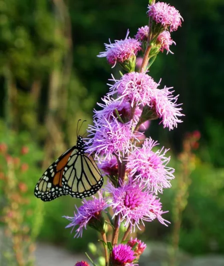 Liatris aspera, Blazing Star, Gayfeather, Gay Feather, Rough Blazing Star, Rough Gayfeather, Purple Liatris, Purple Flowers
