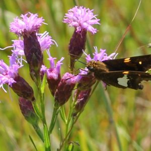 Liatris cylindracea, Ontario Blazing Star, Ontario Gayfeather, Ontario Liatris, Dwarf Blazing Star, Dwarf Gayfeather, Dwarf Liatris, Lacinaria cylindracea, Purple Flowers