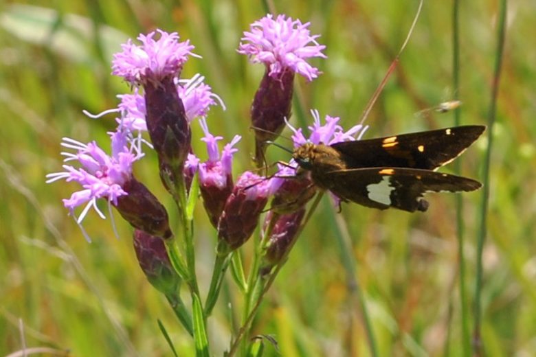 Liatris cylindracea, Ontario Blazing Star, Ontario Gayfeather, Ontario Liatris, Dwarf Blazing Star, Dwarf Gayfeather, Dwarf Liatris, Lacinaria cylindracea, Purple Flowers