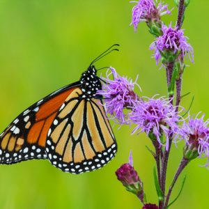 Liatris ligulistylis, Rocky Mountain Blazing Star, Button Snake Root, Blazing Star, Purple Liatris, Purple Flowers