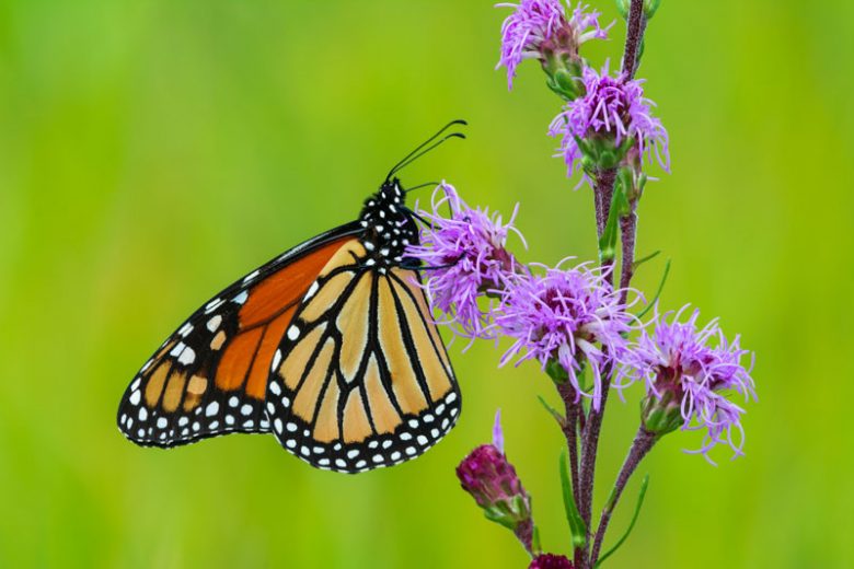 Liatris ligulistylis, Rocky Mountain Blazing Star, Button Snake Root, Blazing Star, Purple Liatris, Purple Flowers