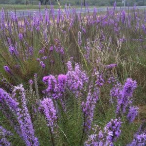 Liatris punctata var. mucronata, Texas Gayfeather, Texas Blazing Star, Texas Liatris, Cusp Liatris, Cusp Blazing Star, Cusp Gayfeather, Narrow-leaf Liatris, Narrow-leaf Blazing Star, Narrow-leaf Gayfeather, Liatris mucronata, Purple Flowers