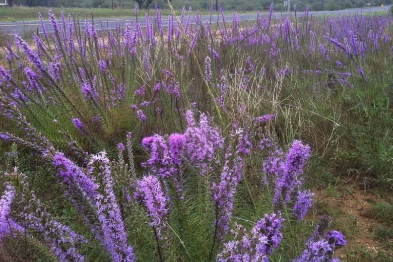 Liatris punctata var. mucronata, Texas Gayfeather, Texas Blazing Star, Texas Liatris, Cusp Liatris, Cusp Blazing Star, Cusp Gayfeather, Narrow-leaf Liatris, Narrow-leaf Blazing Star, Narrow-leaf Gayfeather, Liatris mucronata, Purple Flowers