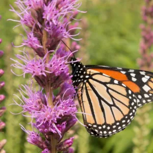 Liatris pycnostachya, Prairie Blazing Star, Kansas Gayfeather, Kansas Gay Feather, Cat-Tail Gay Feather, Prairie Button, Purple Liatris, Purple Flowers