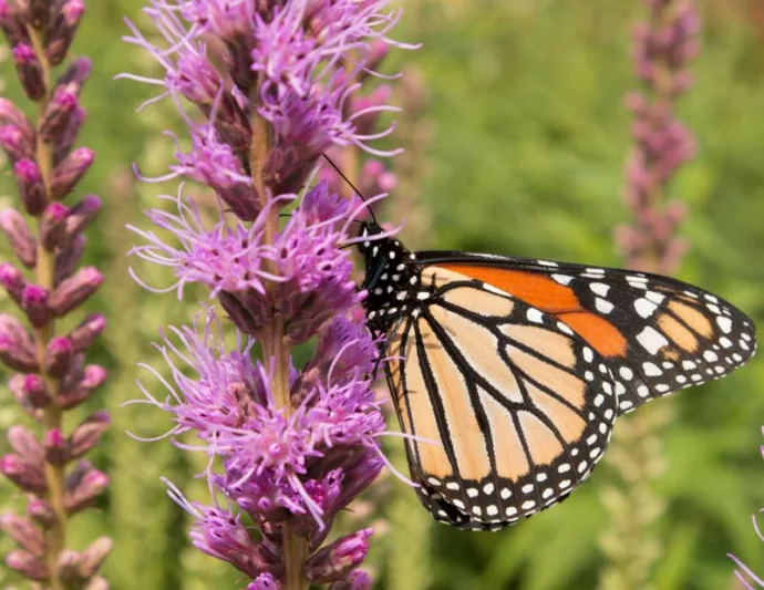 Liatris pycnostachya, Prairie Blazing Star, Kansas Gayfeather, Kansas Gay Feather, Cat-Tail Gay Feather, Prairie Button, Purple Liatris, Purple Flowers