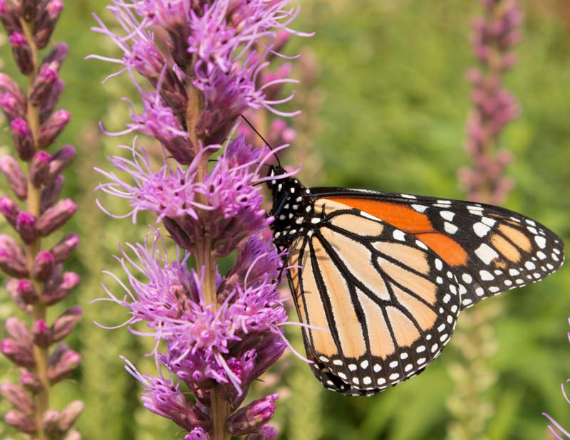Liatris pycnostachya, Prairie Blazing Star, Kansas Gayfeather, Kansas Gay Feather, Cat-Tail Gay Feather, Prairie Button, Purple Liatris, Purple Flowers