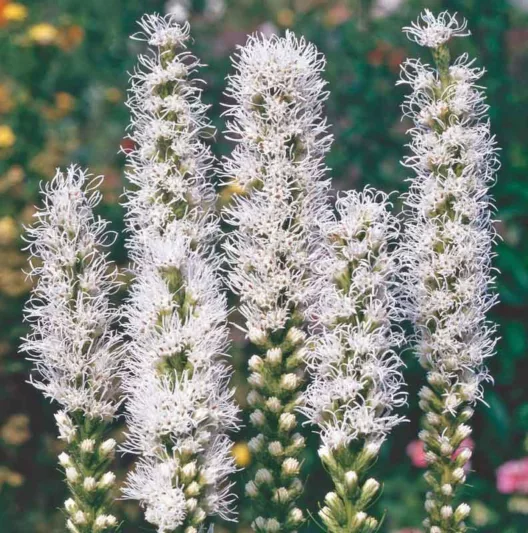 Liatris spicata 'Alba', Gayfeather 'Alba', White Gayfeather, White Blazing Star, White liatris, White Flowers, Button Snakeroot 'Alba', Blazing Star 'Alba', Kansas Gayfeather 'Alba', Spike Gayfeather Alba