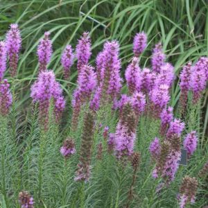 Liatris spicata 'Floristan Violet', Gayfeather 'Floristan Violet', Purple Gayfeather, Purple Blazing Star, Purple liatris, Purple Flowers, Button Snakeroot 'Floristan Violet', Blazing Star 'Floristan Violet', Kansas Gayfeather 'Floristan Violet', Spike Gayfeather