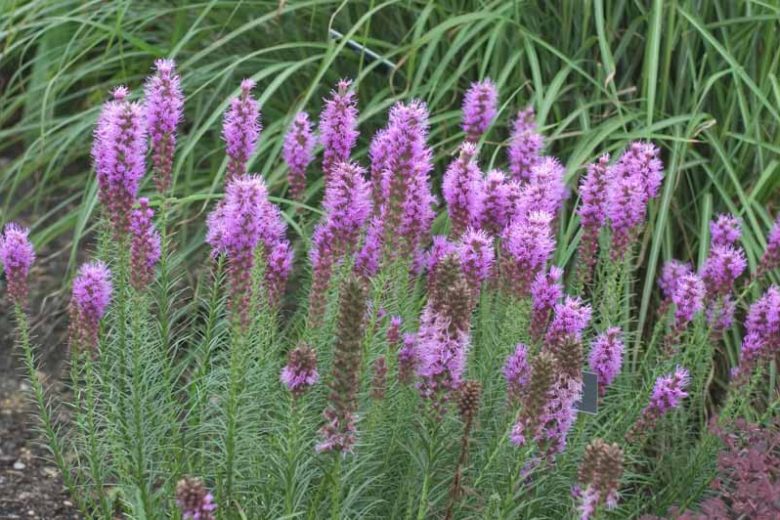 Liatris spicata 'Floristan Violet', Gayfeather 'Floristan Violet', Purple Gayfeather, Purple Blazing Star, Purple liatris, Purple Flowers, Button Snakeroot 'Floristan Violet', Blazing Star 'Floristan Violet', Kansas Gayfeather 'Floristan Violet', Spike Gayfeather