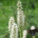 Liatris spicata 'Floristan Weiss', Gayfeather 'Floristan Weiss', White Gayfeather, White Blazing Star, White liatris, White Flowers, Button Snakeroot 'Floristan Weiss', Blazing Star 'Floristan Weiss', Kansas Gayfeather 'Floristan Weiss', Spike Gayfeather 'Floristan Weiss'